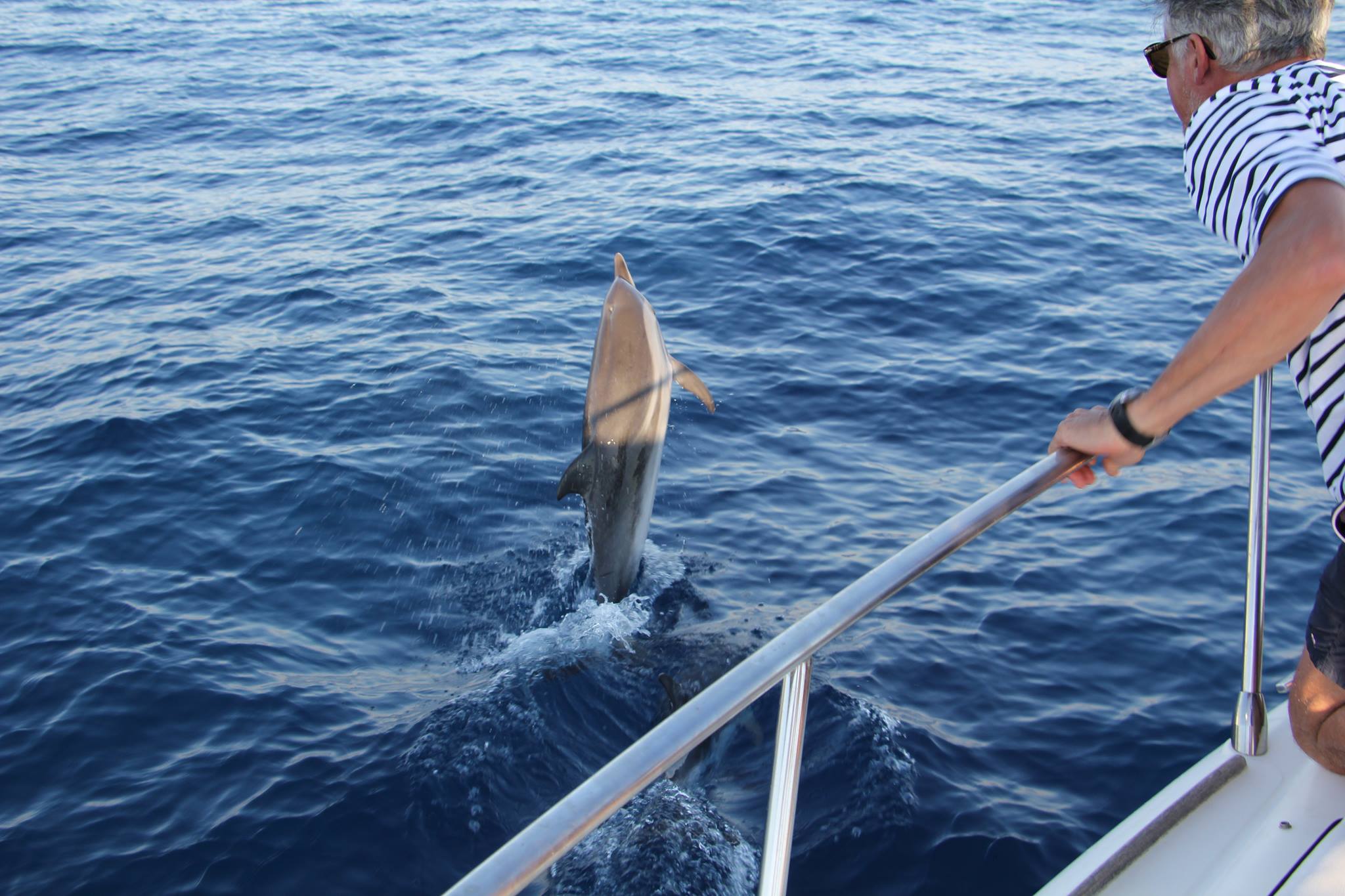 rencontre avec les dauphins bandol