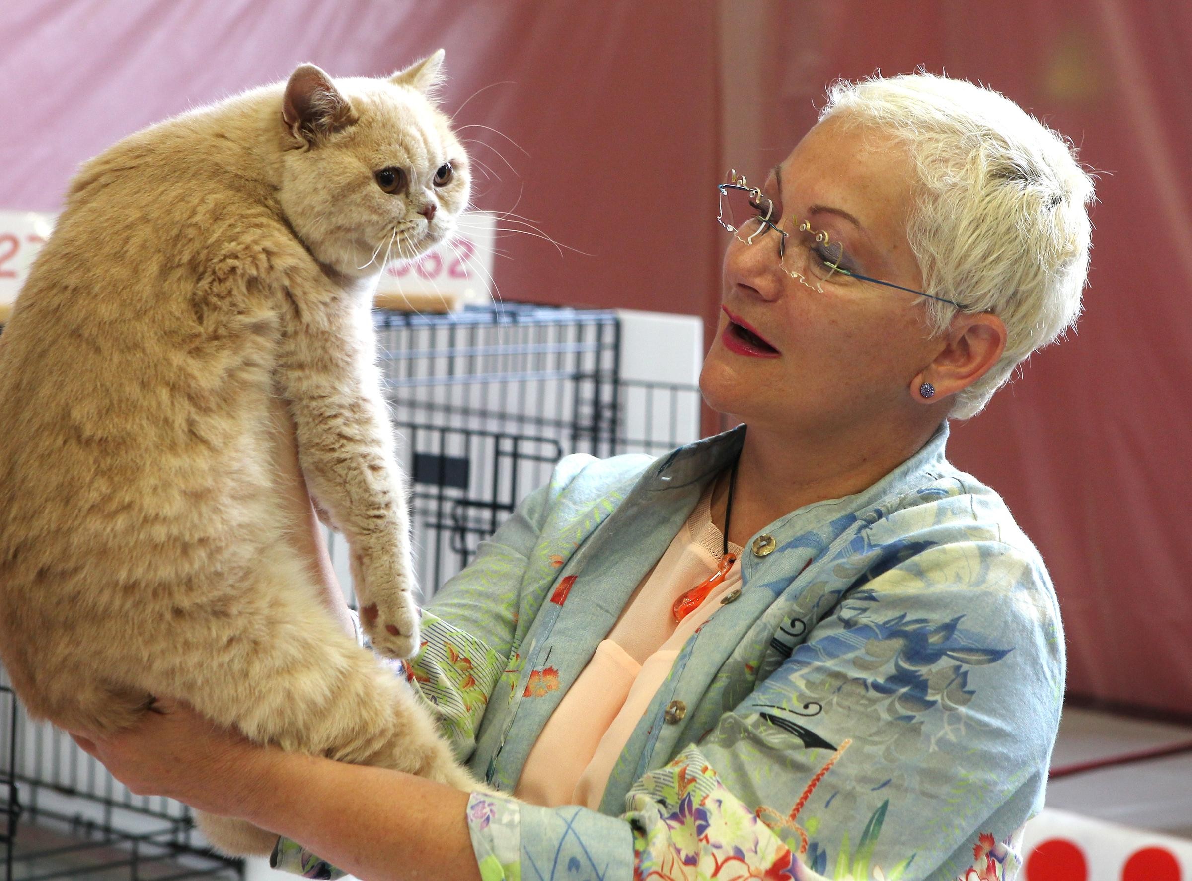Chat sainte anne