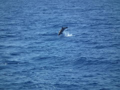rencontre dauphins nice