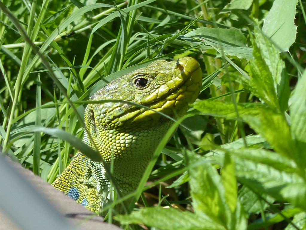 rencontre vert lezard