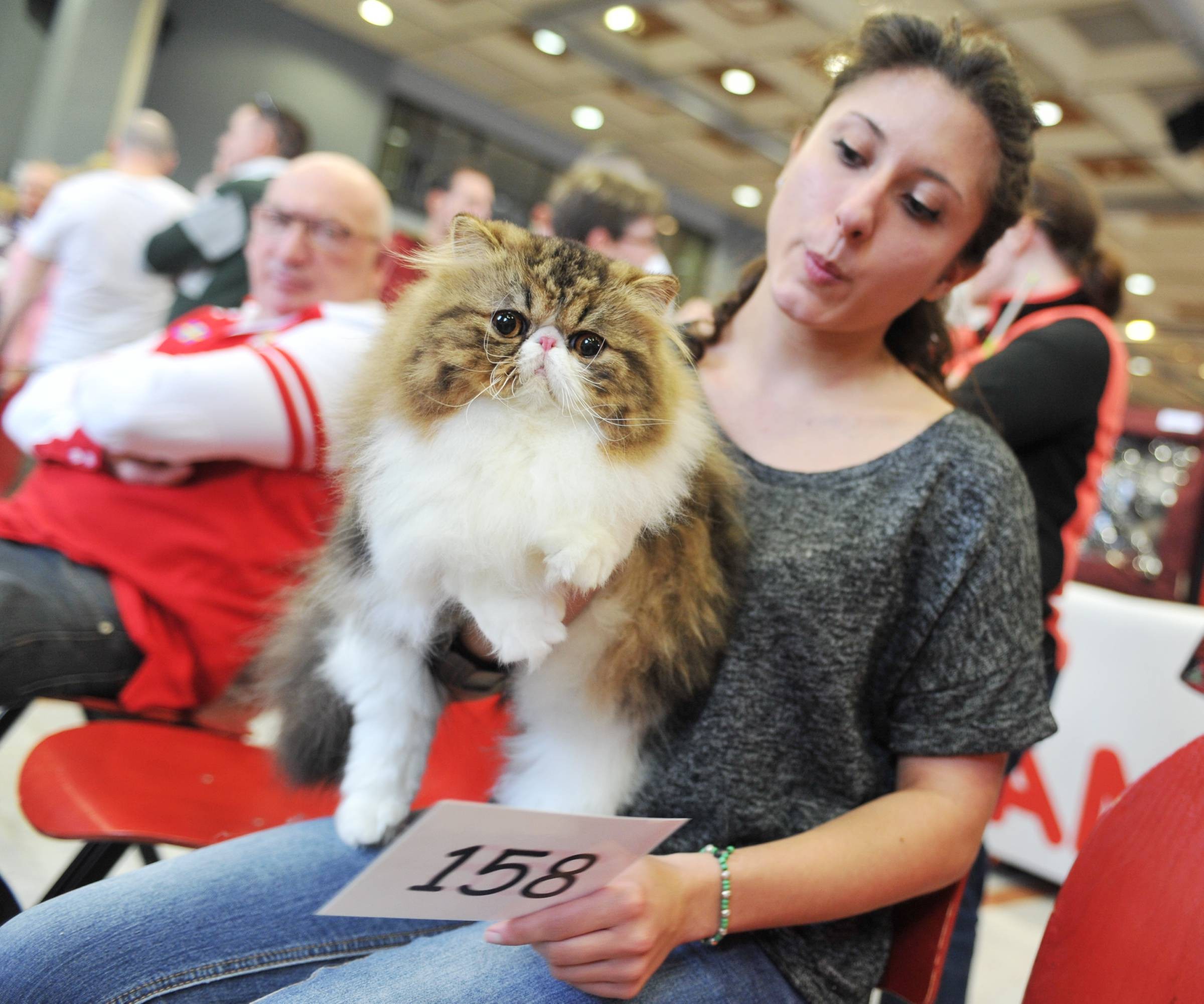 Chat sainte anne