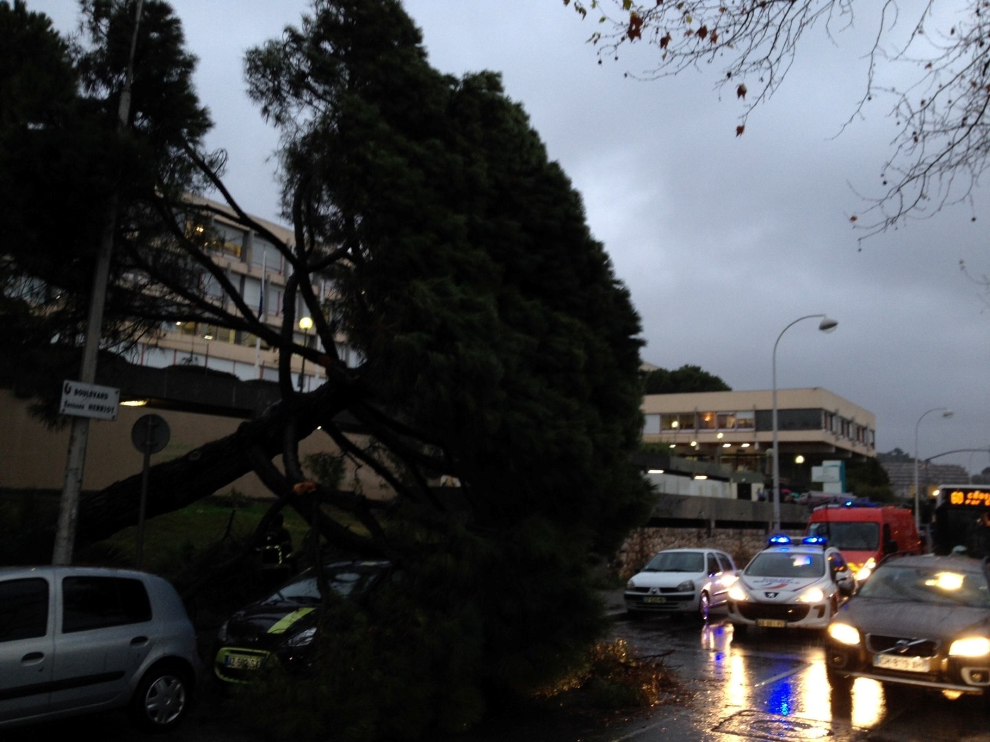 17/01/2014: Une spectaculaire chute d'arbre boulevard Edouard-Herriot près de la faculté de lettres à Nice sur le campus Carlone. - nicematin.net