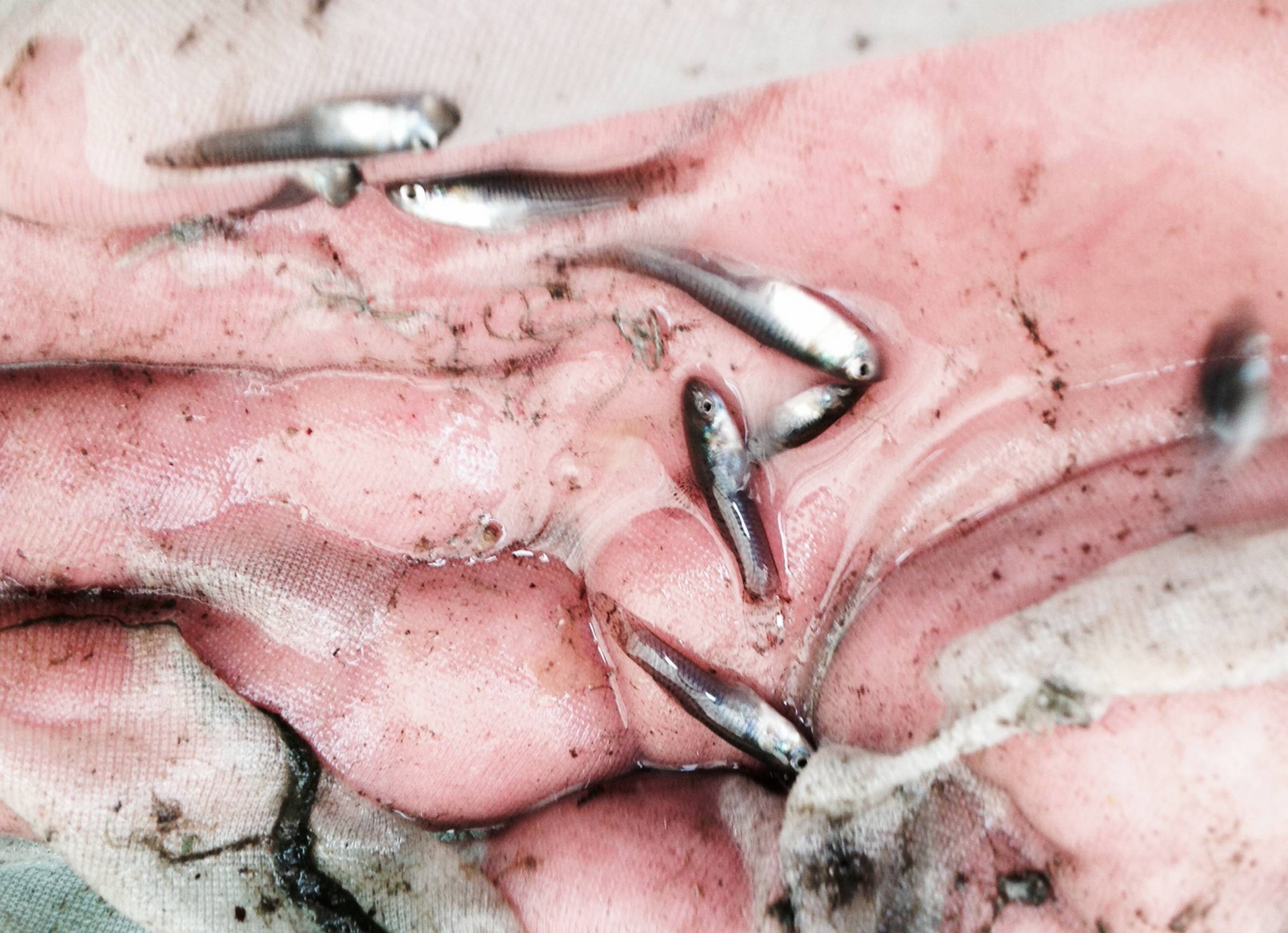 bassin poisson anti moustique