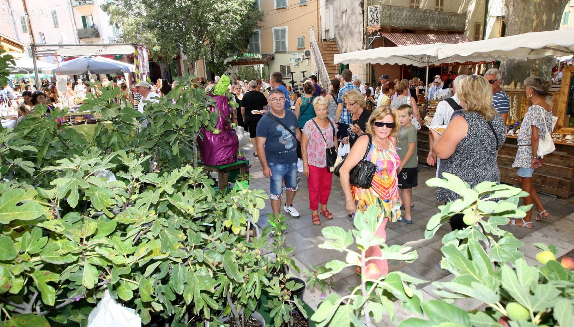 Fete De La Figue 2022 Sollies Pont